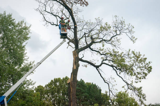 Best Tree Pruning Services  in Socorro, NM